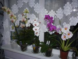 Orchid House. Hoe de zorg voor grillige bloem