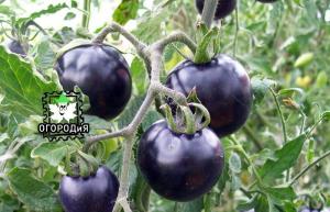 Verzamel zaden van tomaat hybriden - verrassingen van mijn ervaring