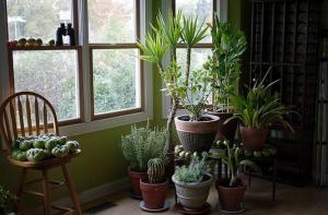 5 tropische kamerplanten die weinig of geen onderhoud nodig