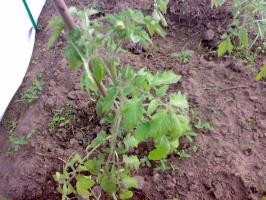 Wat zijn de voordelen sredneroslye tomaten voor onvolgroeide en tall