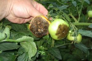 Juli - het tijdstip van de verplichte verwerking van tomaten tegen Phytophthora. De noodzaak om proces.
