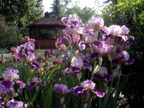 In Rusland wordt de iris iris genoemd in mensen, en in het naburige Oekraïne - Pivnik, bedoel ik pik
