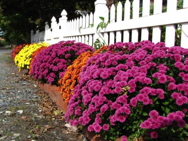 Niet-standaard grens van de kogels langs het hek chrysant. Foto: dacha.help