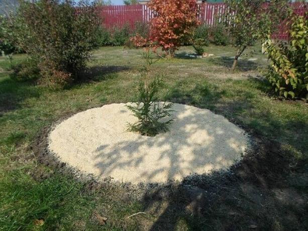 Dat is hoe je kunt zamulchirovat geplante boom of struik met zaagsel