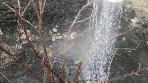 Watering struiken in de tuin van kokend water krijgt een kans om ongedierte niet vertrekken