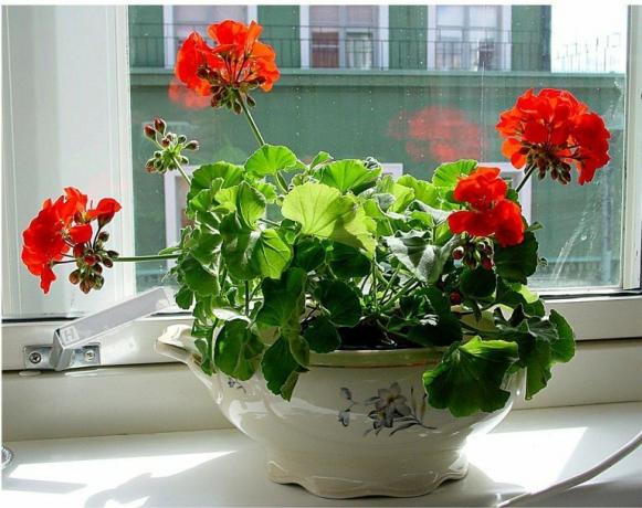 Kies een interessante pot geraniums en bloemen schitteren met nieuwe verf