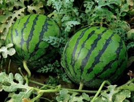 Melon veld in Centraal: hoe om te groeien rode en zoete watermeloen