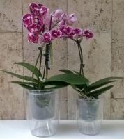 7 Easy selectie pot life hacking orchideeën