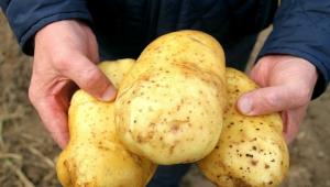 Hoe krijg ik 5-7 kg aardappelen uit de bush.