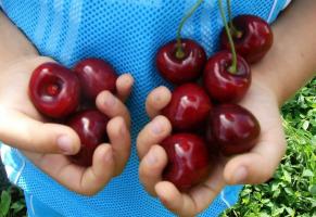 Cherry - de meest grote vruchten en koude-resistente rassen.