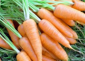 Week de zaden van wortelen. Kiemkracht raise 1,5 keer