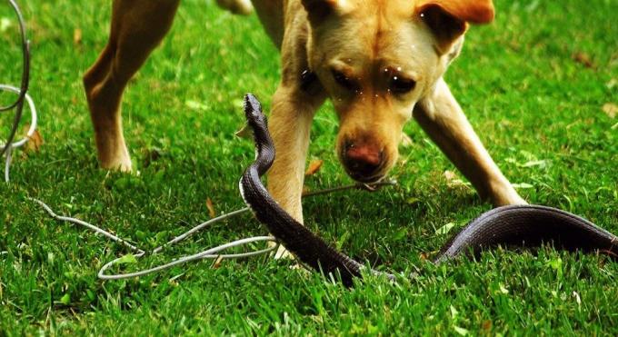 Sommige rassen van honden zijn niet bang in een gevecht met een slang aan te gaan