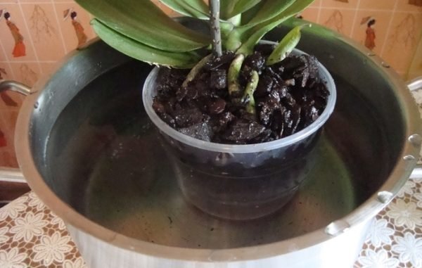 Zorg ervoor om te zorgen voor een orchidee te nemen in de winter tegen koude tocht. En de koude lucht vanuit het raam: doe er niet een pot in de buurt van het glas.