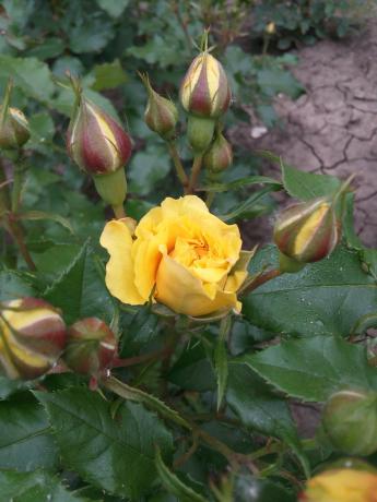 Mijn favoriete gele roos in de tuin moet shelter