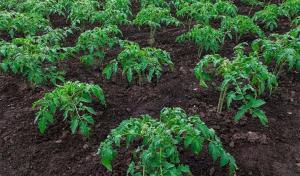 Hoe kunnen we de groei van de geplante zaailingen van tomaat en paprika kan versnellen.