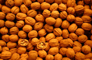 We groeien walnoten op een perceel van zaden. Betaalbare manier om kieming