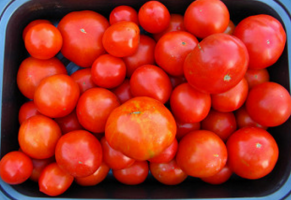 Wanneer de zeug tomaten, op welke termijn? Tips voor beginners