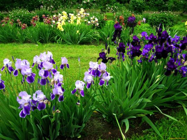 Sommige onderzoekers beweren dat de iris geur verlicht stress en vermoeidheid. Maar dit is niet precies