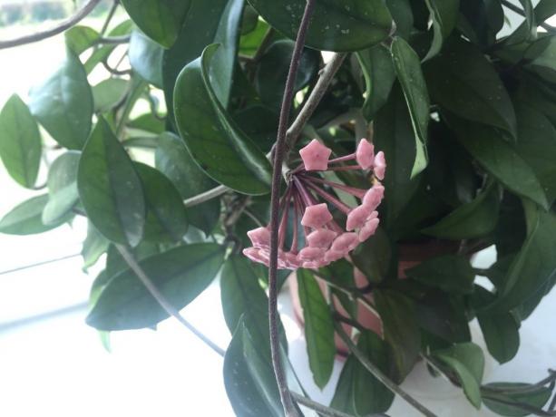 New Hoya knoppen gevormd na het voeden van uw kamerplanten wonderolie