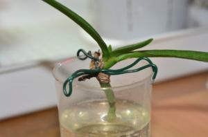 Orchideeën reanimatie zonder wortels. professioneel advies