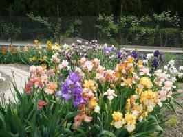 Lente - een tijd om de irissen (Iris) in het land te herinneren: 7 waardevolle tips