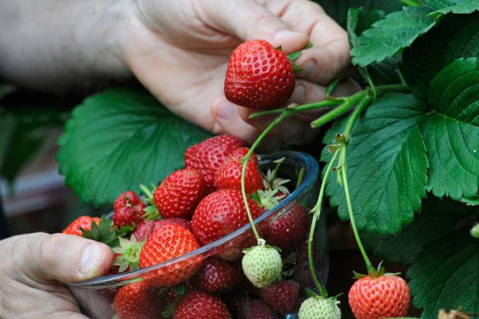 "Starving" aardbeien hebben geen overvloedige oogsten geven