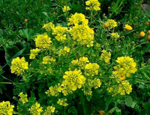 Mustard white - mijn favoriete groene mest. Ja, het is wit. Dit is de botanische naam van de plant. Foto's gemaakt met wiki.agro-sales.ru