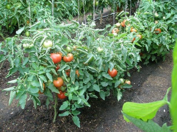 Zaaien tomaten voor de winter geeft de eerste oogst! Foto voor het artikel zijn afkomstig van het internet
