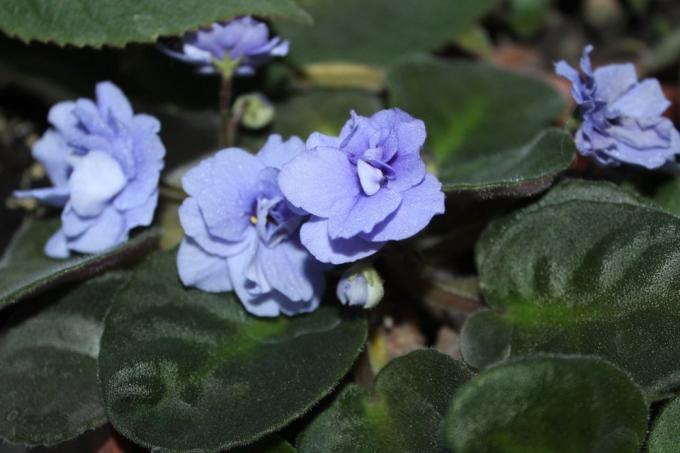 Viooltjes (Saintpaulia uzambarskie) - mooie en gevoelige bloemen van de familie Gesneriaceae