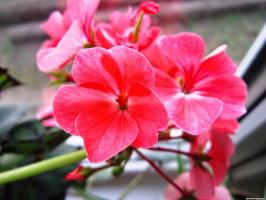 6 mooie en sterke eeuwigdurende bloemen (deel 2)