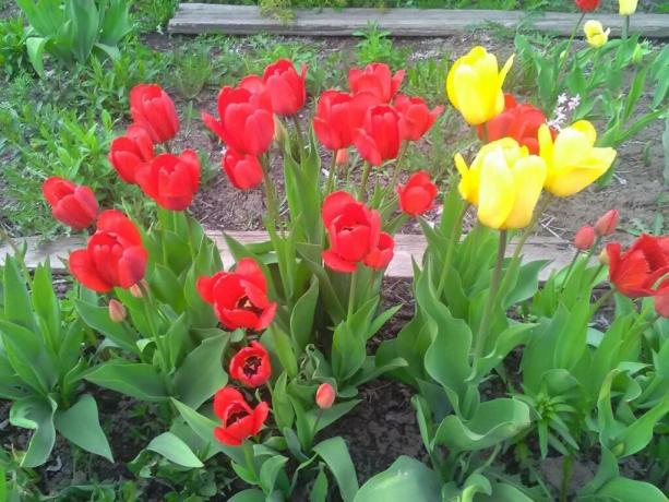 Vandaag de dag wordt verbouwd ongeveer 2000 soorten tulpen