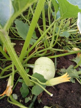 Naast de fruitteelt lege huls, die moet worden verwijderd. 