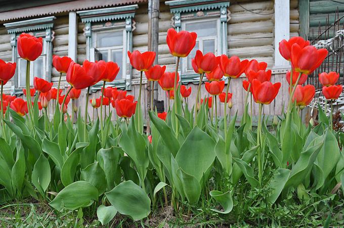 Rode tulpen - tijdloze klassiekers Russische sierteelt. Foto: fotoload.ru