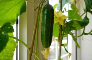Winter komkommers: hoe om te groeien op een vensterbank rijke oogst