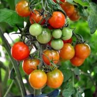 Waterstofperoxide - dressing voor tomaten
