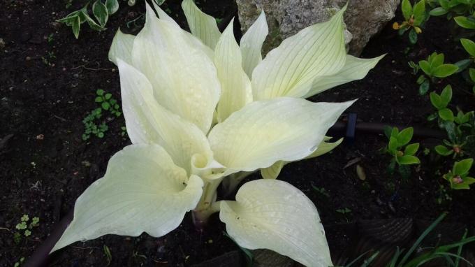 Een ongewone cultivar hosts "White Feather". Reviews zeggen dat de plant grillig en in de praktijk zijn verschijning laat veel te wensen over