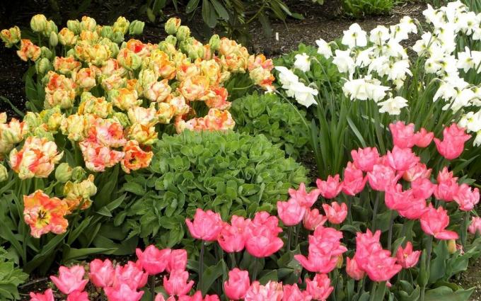 Chic Spring flower bed. En de tulpen en narcissen. Vind je het leuk?