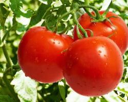 Uitstekende tomaat planttechniek voor zaailingen voor de winter.