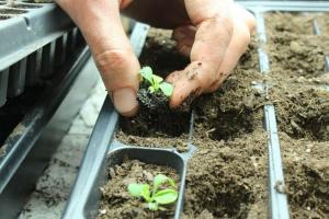 Bij het planten van petunia zaailingen