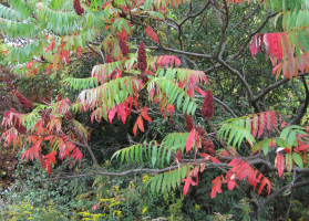 Rhus typhina - ongebruikelijk voor uw tuin boom