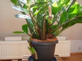 Teelt Zamioculcas: 6 belangrijke tips bloemist