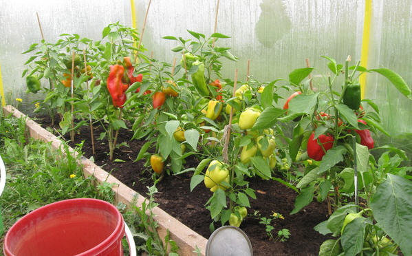 Het kweken van paprika's in de kas. Foto's van green-color.ru