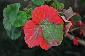 Waarom bladeren rode geraniums en of het gevaarlijk is voor planten