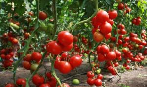 Nettle - een koele tomatendressing