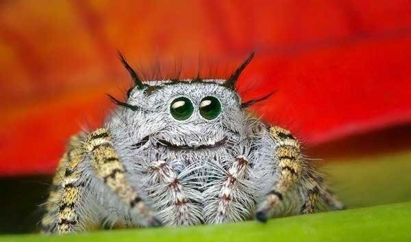 Vriendelijke spider