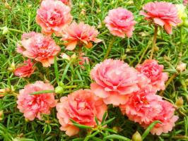 Godsend voor luie zomer inwoner: heldere bloemen de hele zomer zonder water