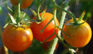 Waarom tomaten dressing boor. bereiden van een oplossing van