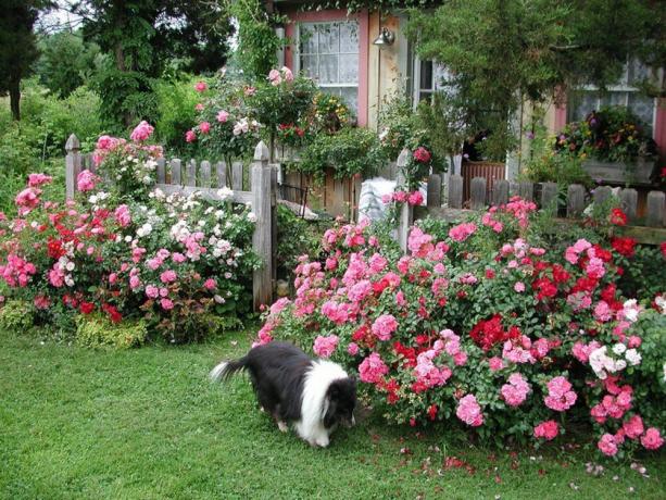 Roses passen perfect in het plaatje perfect landleven