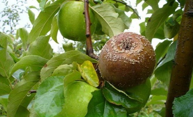 Vruchtrot op de appel (illustraties voor een artikel afkomstig van Yandex. foto's)