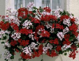 Maak kennis met de mooie geraniums hang-Downing, klaar om uw huis en tuin te versieren